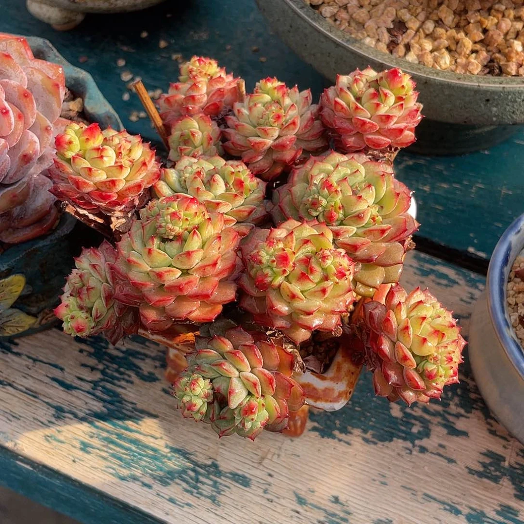 熊猫脸带盆发一物一拍