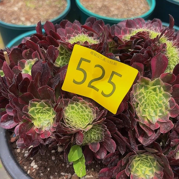 浪**屋多肉植物福利525