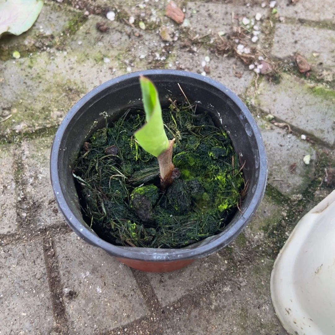 Y***g完全开放9439泰彩