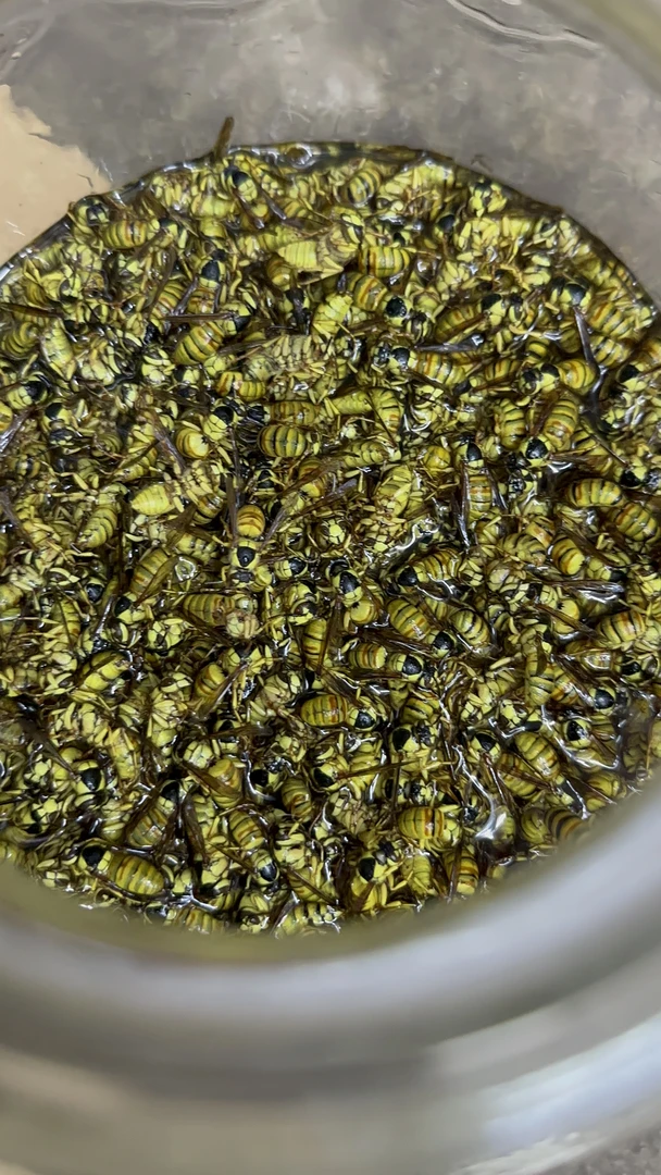 广西深山黑盾胡峰（1200只）