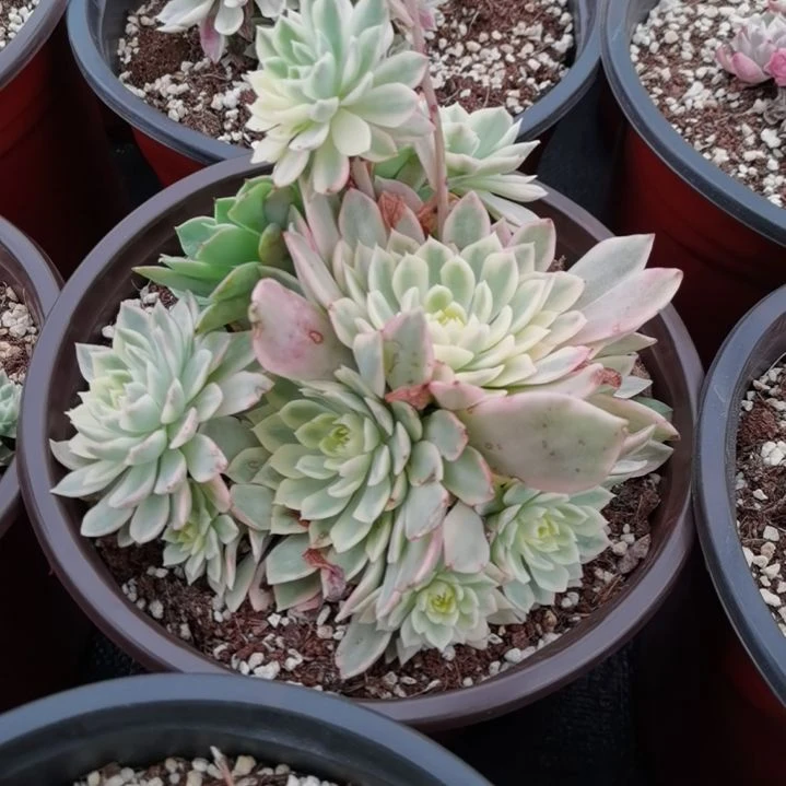 沙漠玫瑰白覆轮锦群刚长毛根