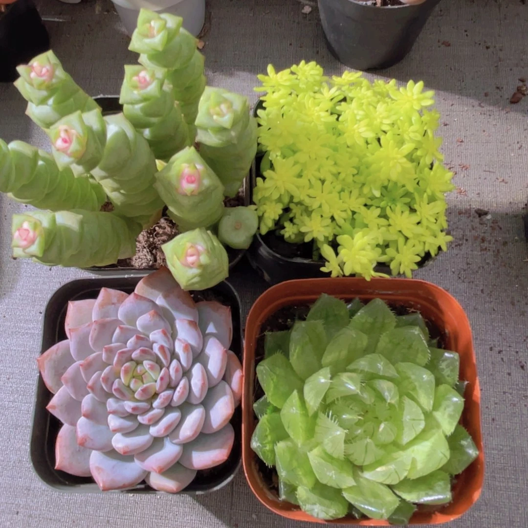 小钱串花锦 黄金草 星星橙 樱水晶