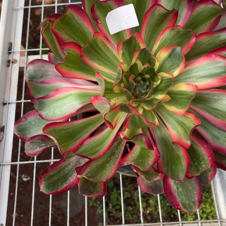 花***兰云南红魔女好看27h