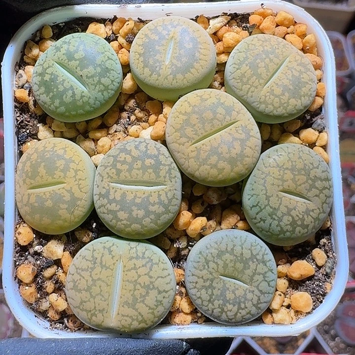 生石花1222222。   236