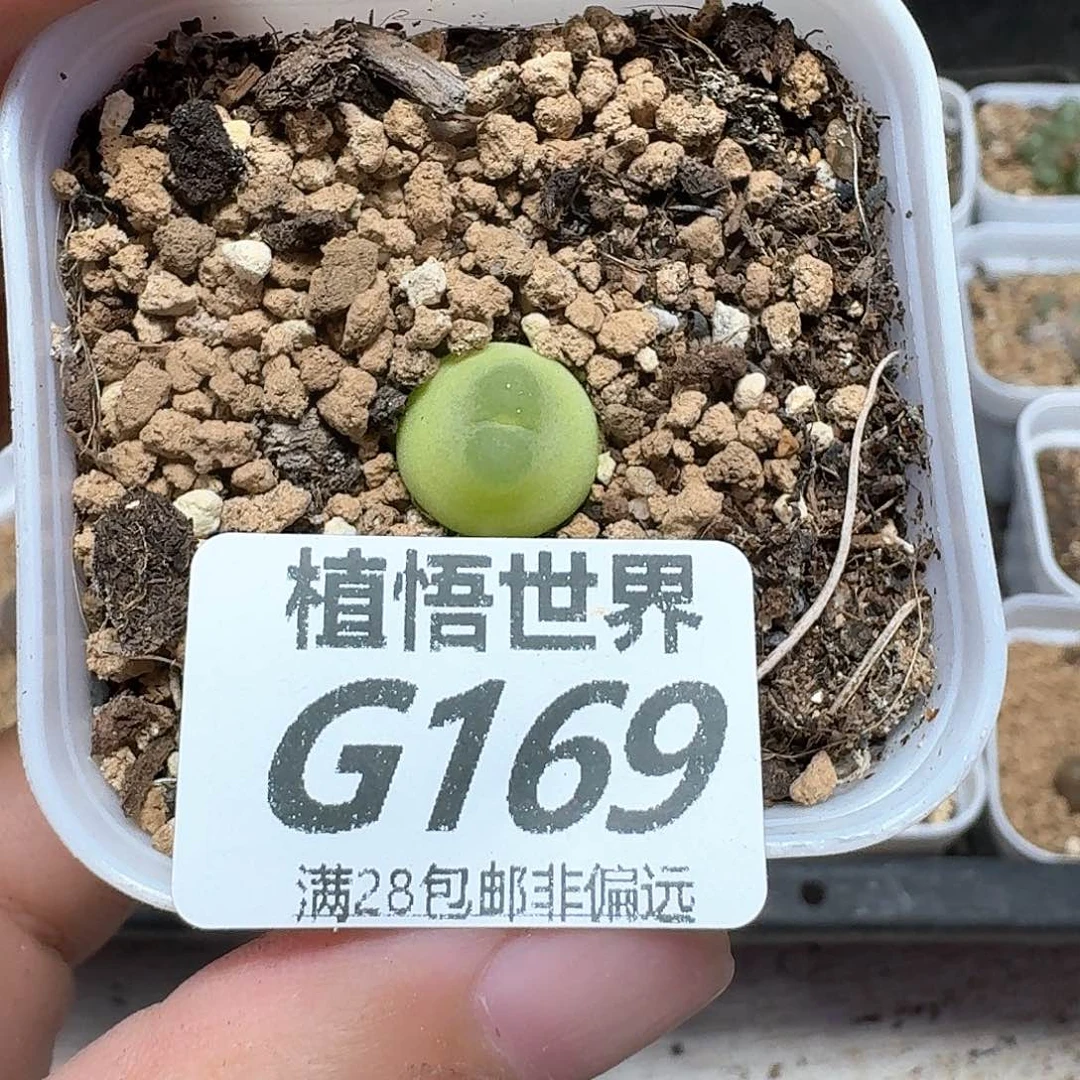 多肉植物的润泽额fg