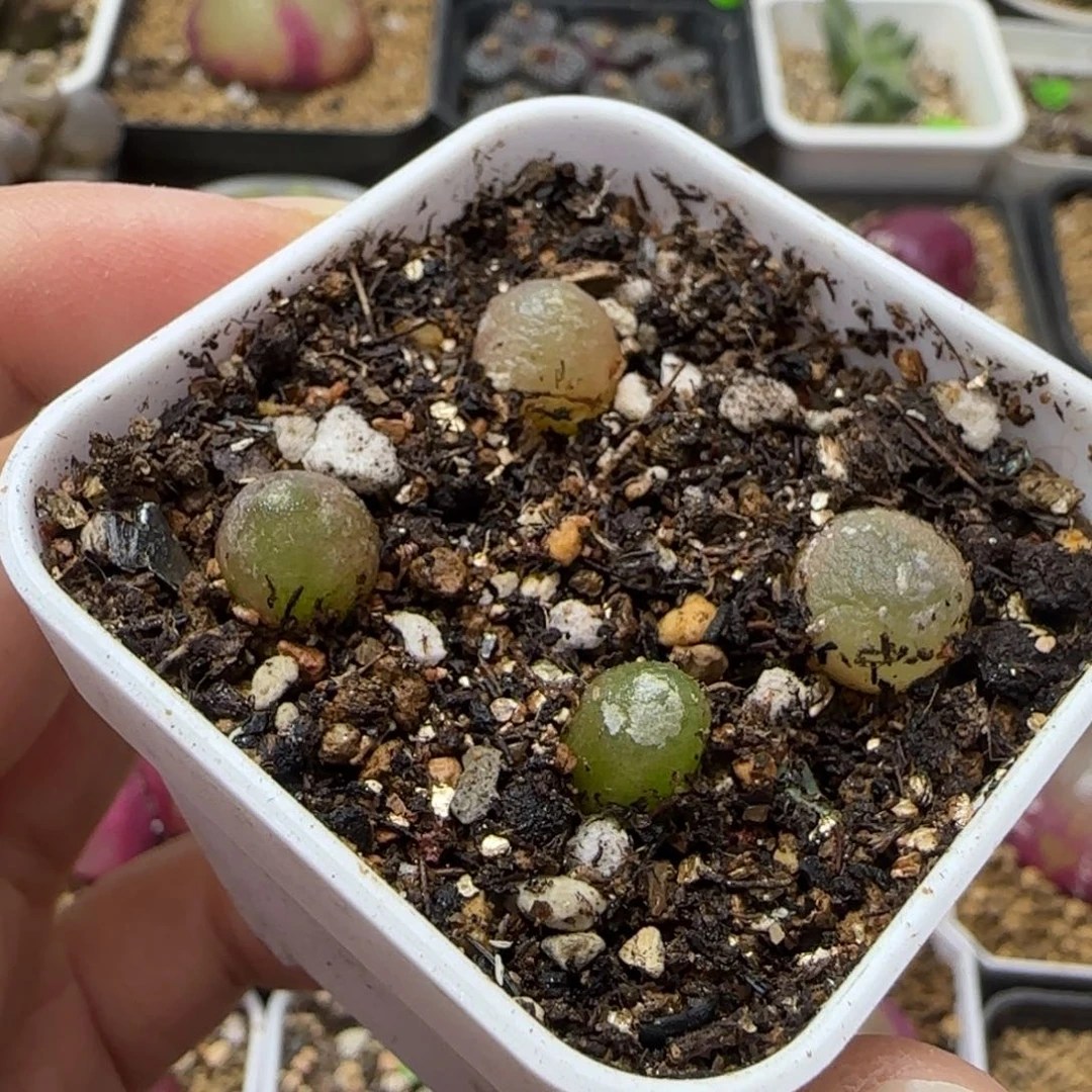 哈默灯泡4颗0.7-1cm脱土