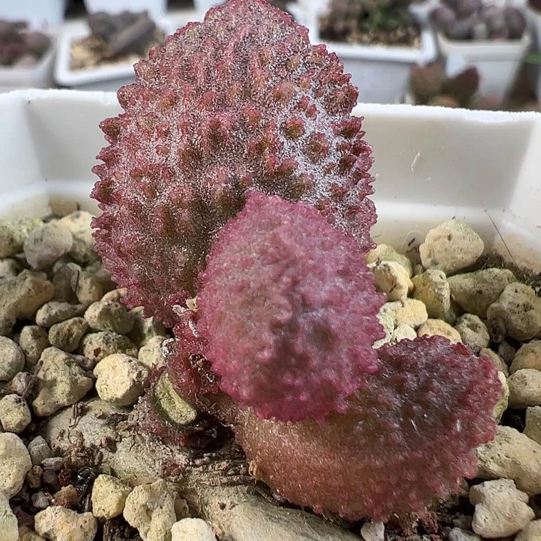 实生新品多肉水泡植物