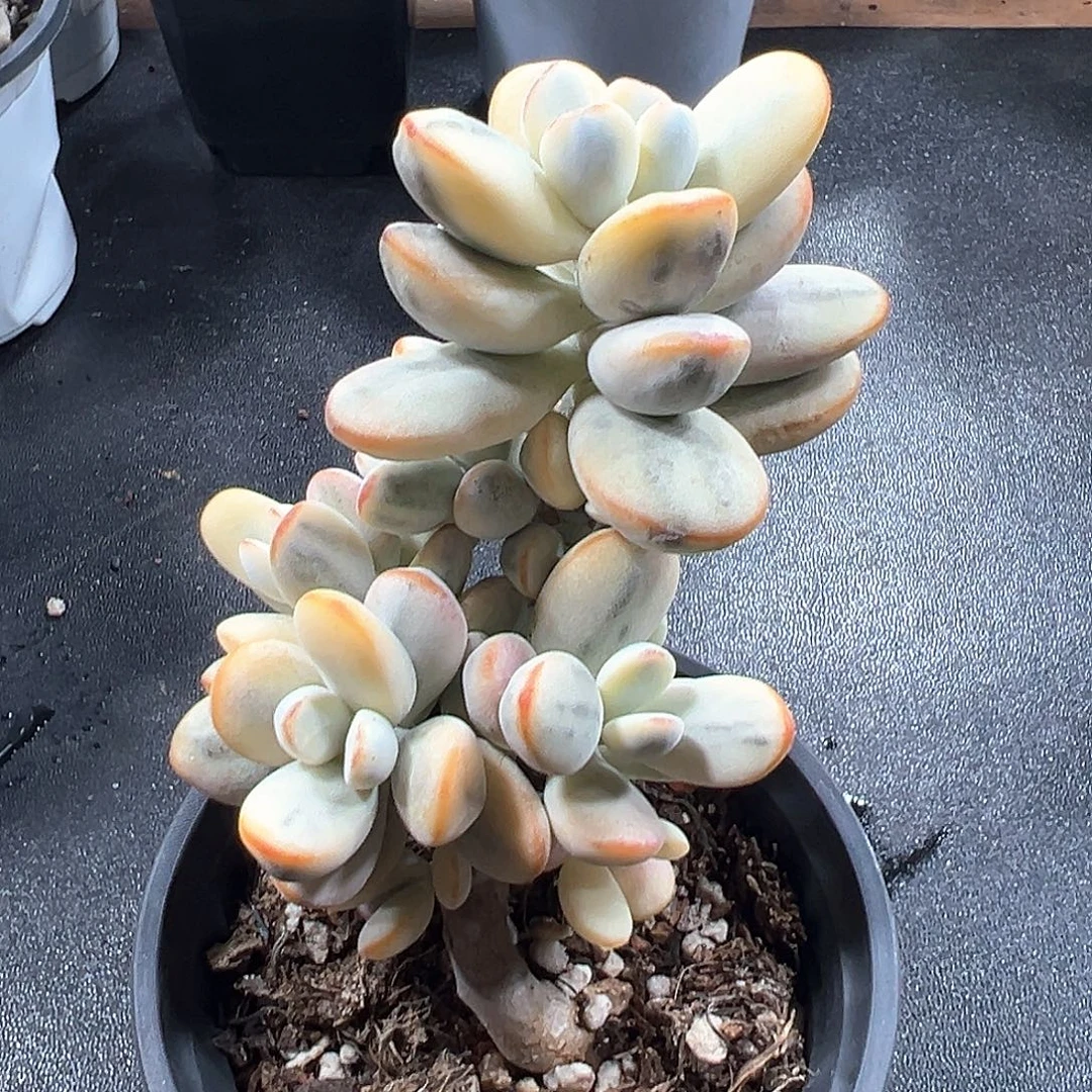 福娘锦无砍群 小方花圃一物一拍