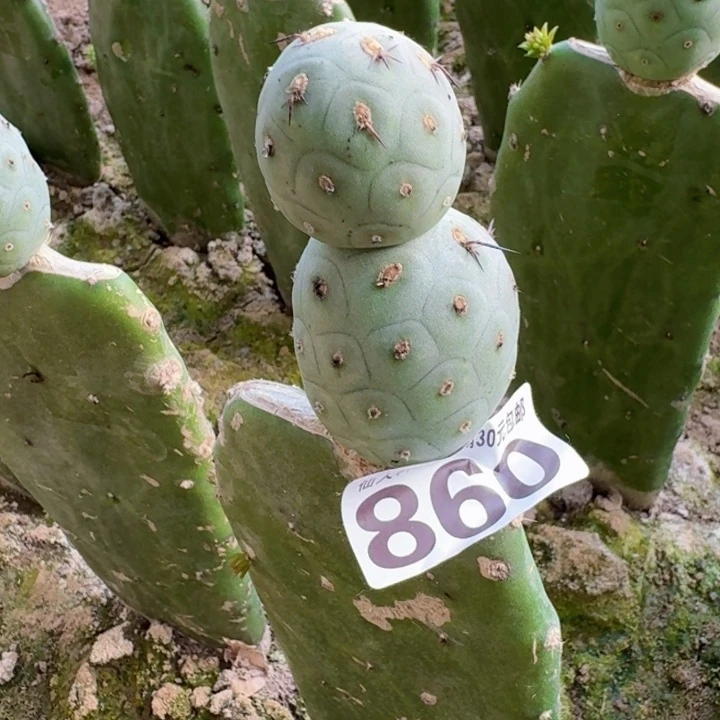 860苗接龙鳞习仙人球