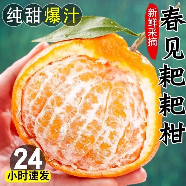 【精品商超果】正宗四川春见耙耙柑新鲜水果当季橘子香甜粒粒多汁