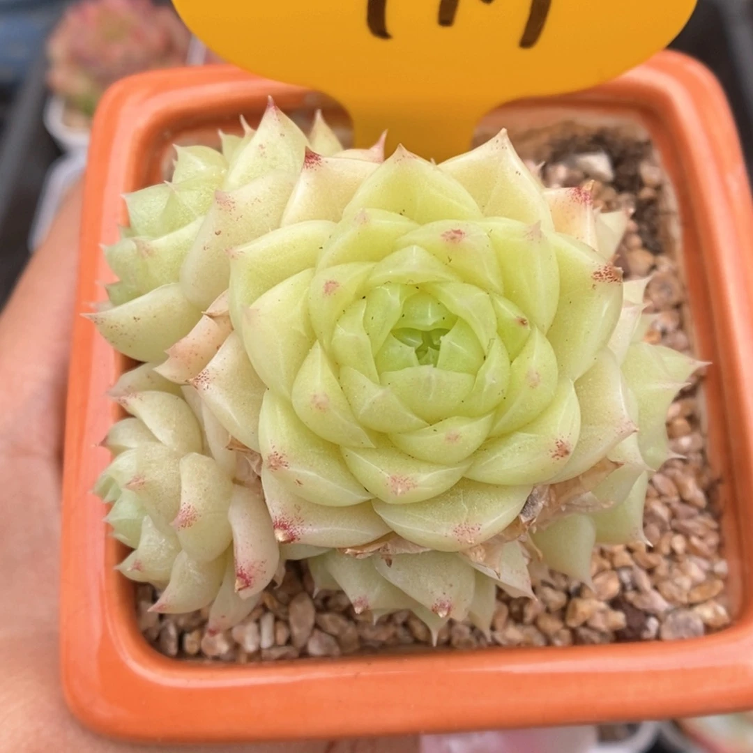 油透麦秆可拍1719号。