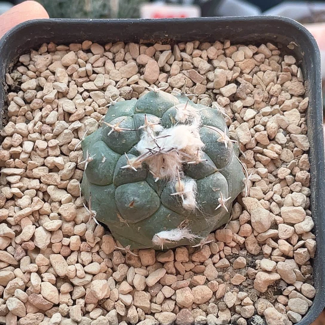 实生雪顶华丽玉仙人球 微瑕