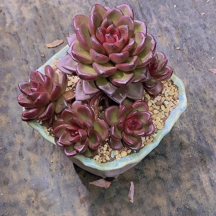 牡***丹丰沛玫瑰多肉植物群