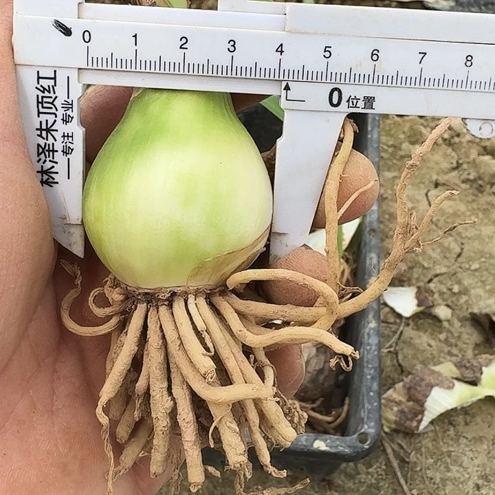 快乐大兵朱顶红一棵4+