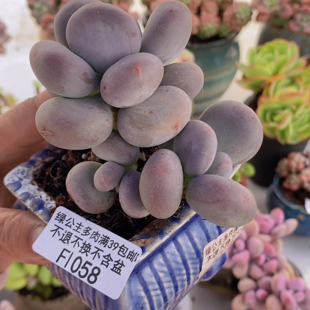 黄金大叶奶8cm1058多肉植物