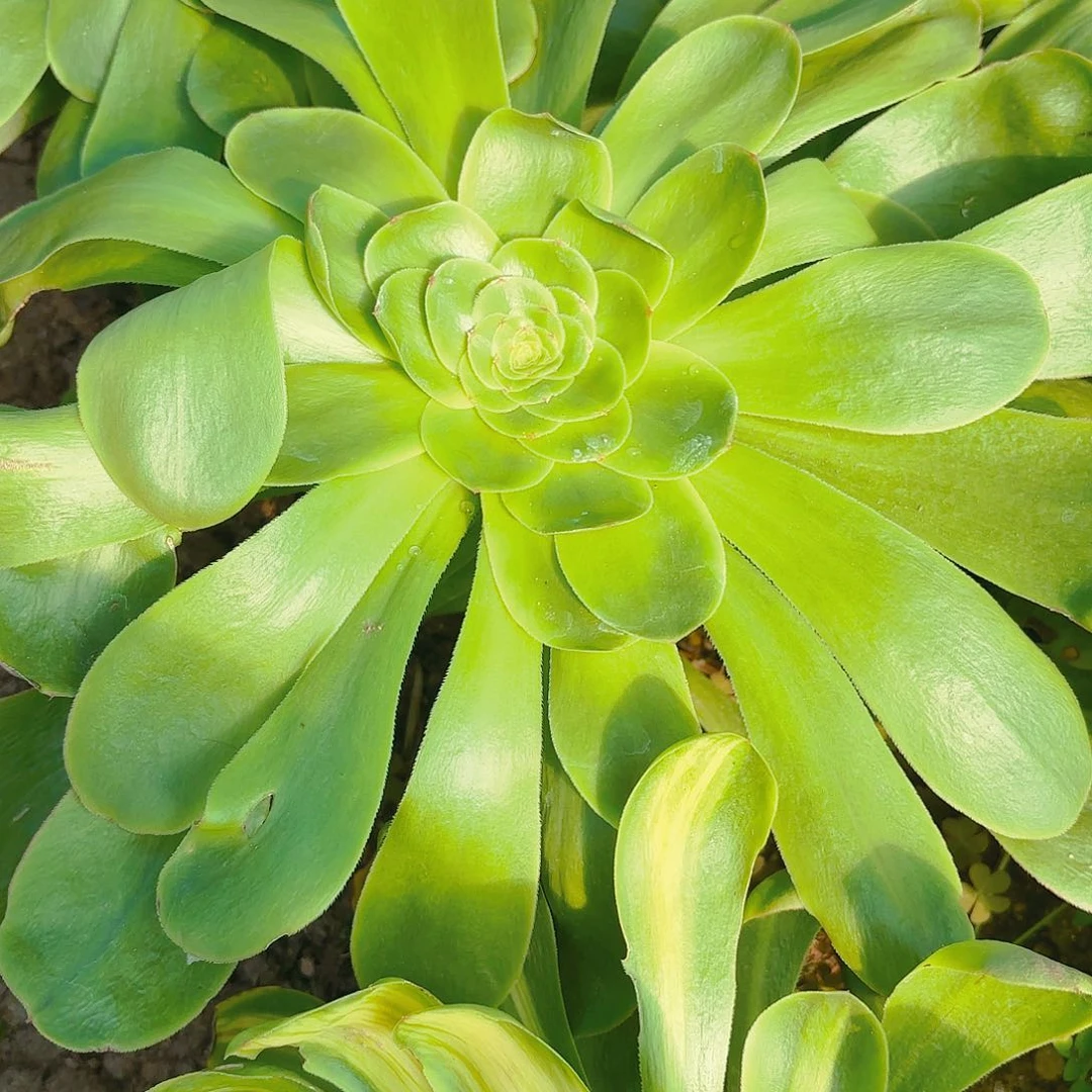 燕子单头多肉植物