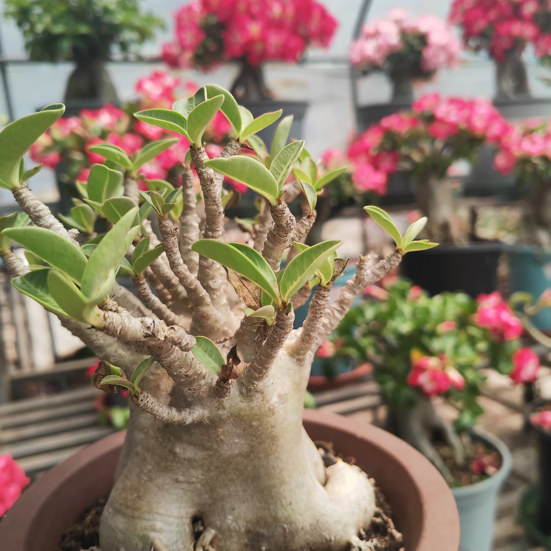 进口沙漠玫瑰花卉多肉绿植盆栽哥斯拉福利特价