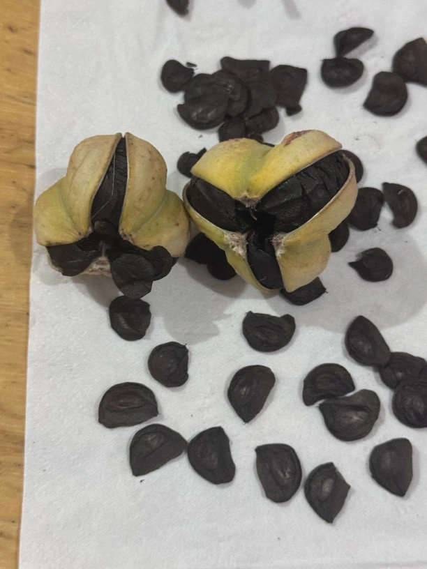 杂交朱顶红混种子50粒