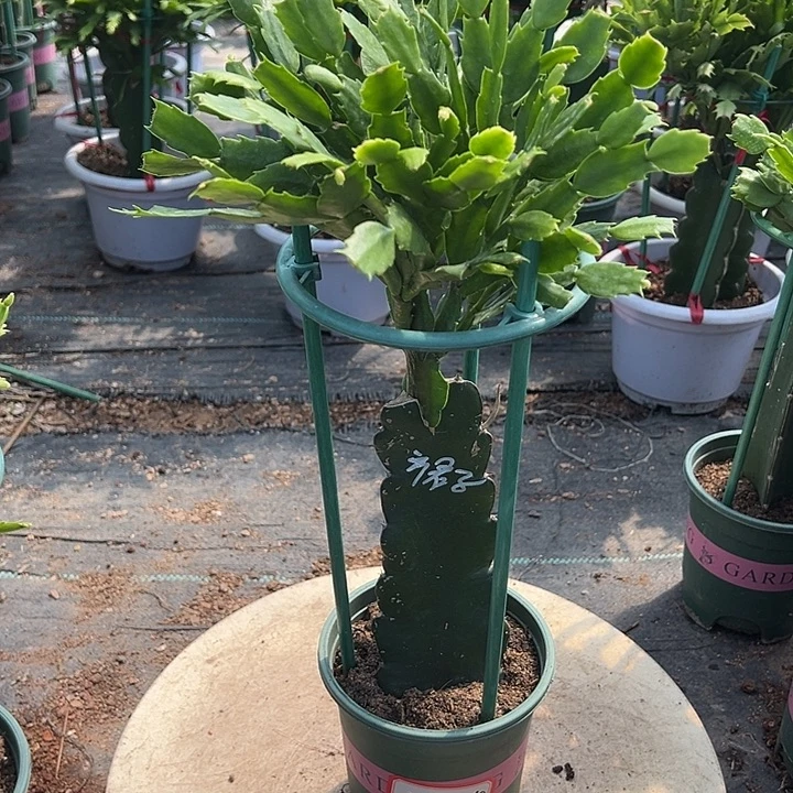粉红裙子蟹爪兰原土带花架