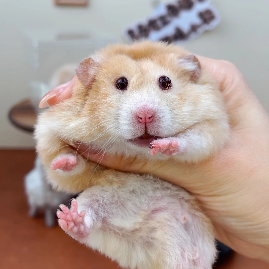 卷短鸽灰弟弟 5.27生日 40