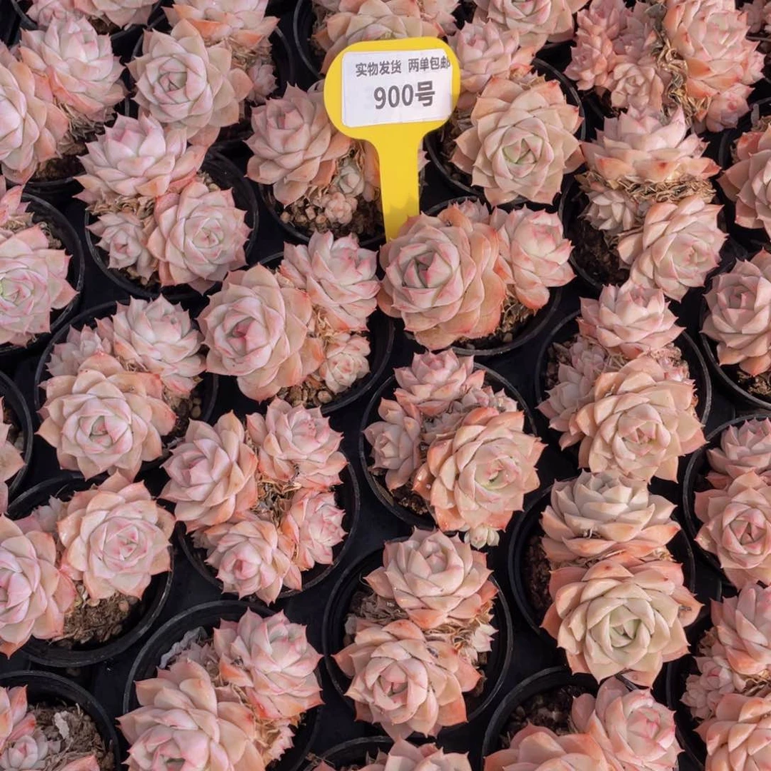 900号粉透宽叶大乔群生两个