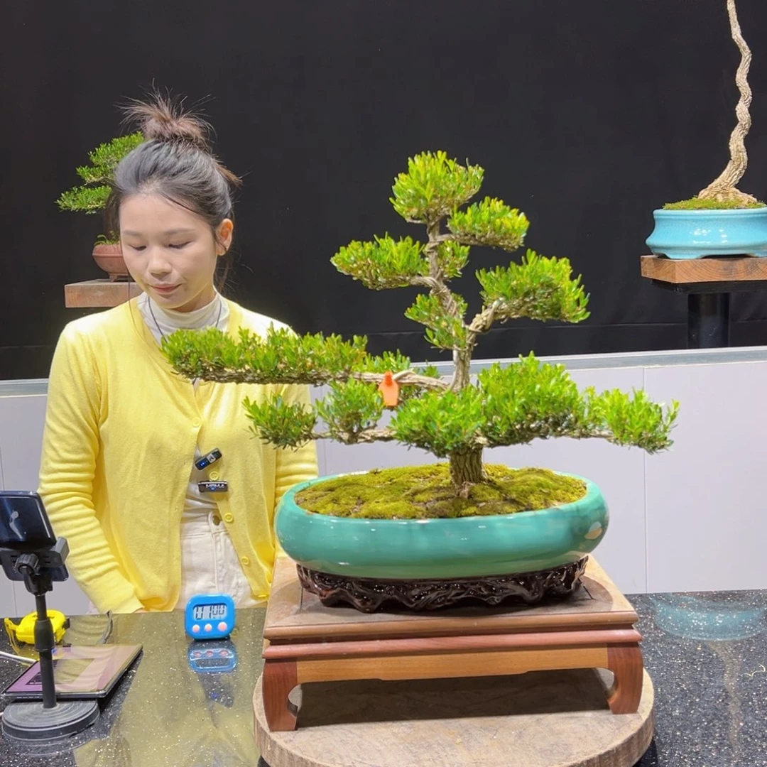 黄杨盆景老桩四季常青