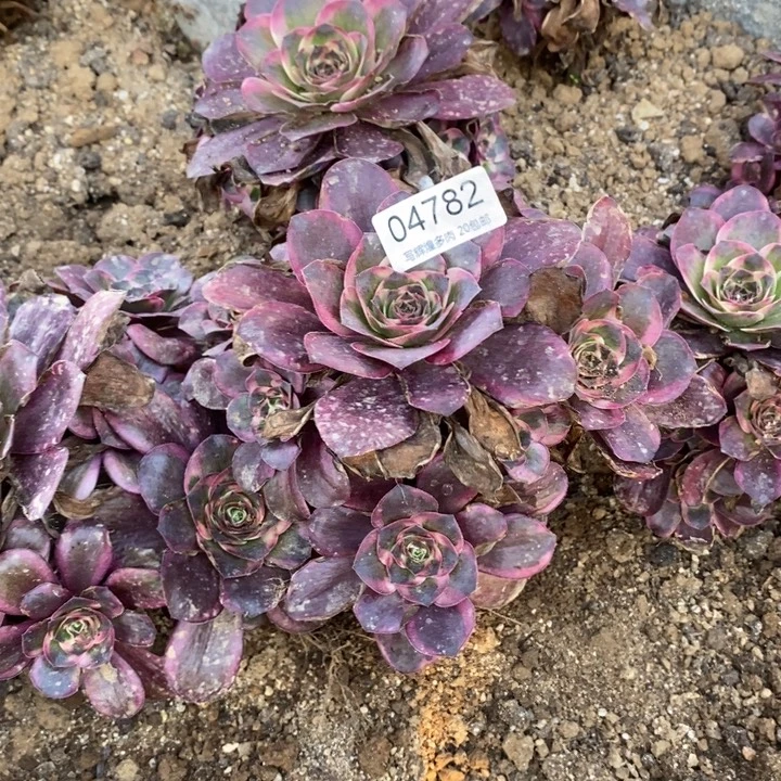 郁***泪04782魅金玫瑰金多肉植物