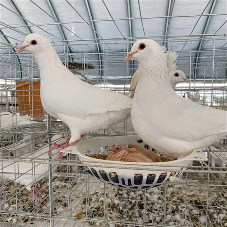 大体白羽王种鸽两对肉鸽乳鸽幼鸽成年鸽种鸽活体发货包邮
