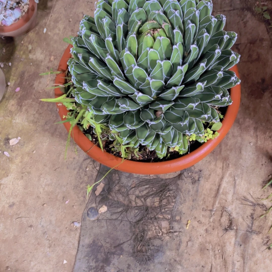 ****笑多肉植物保护研究所所长