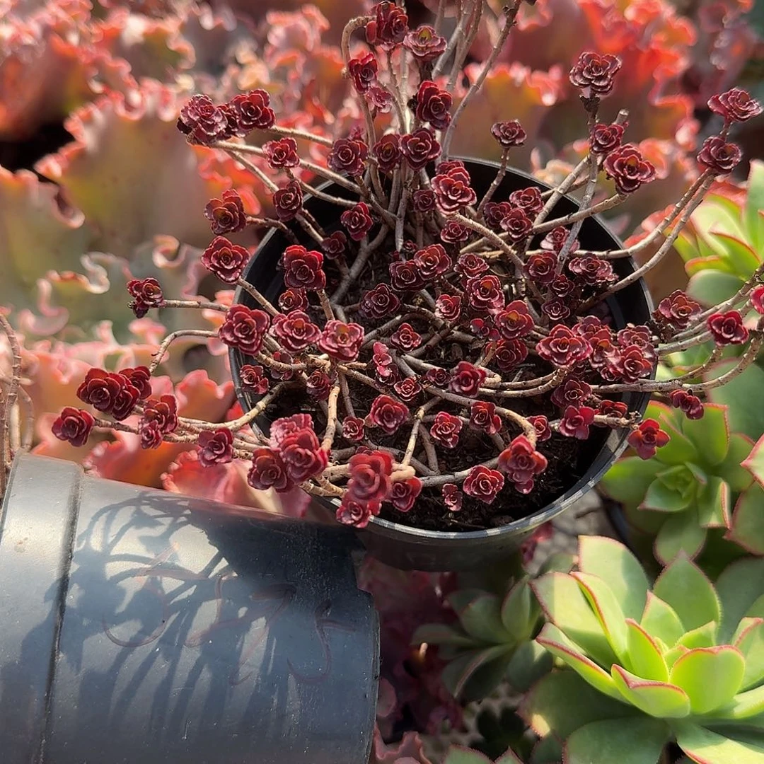 小球玫瑰多肉植物精品