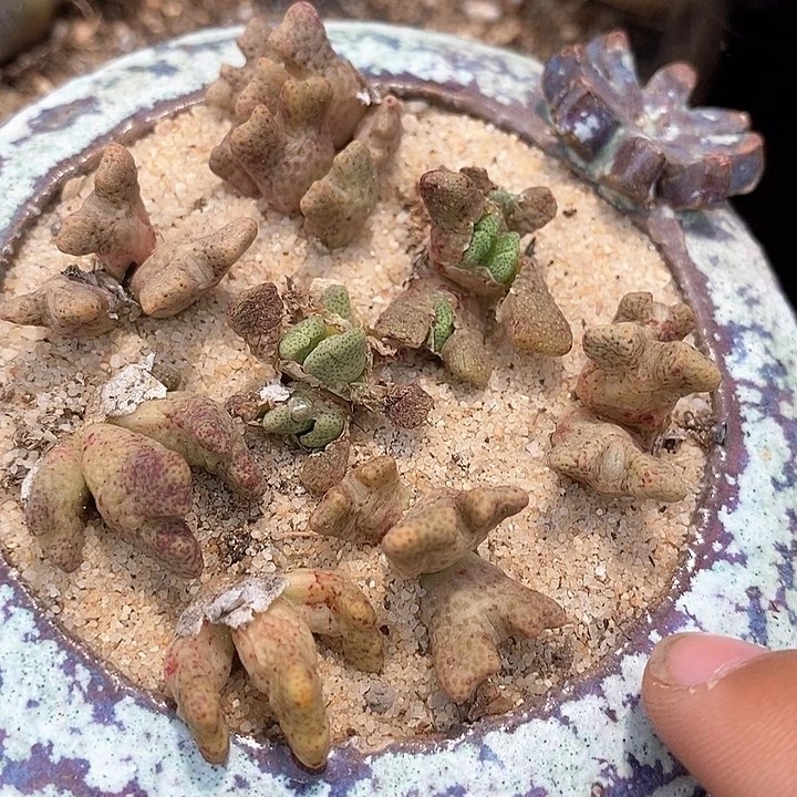 三头园艺鹿角斑马一颗