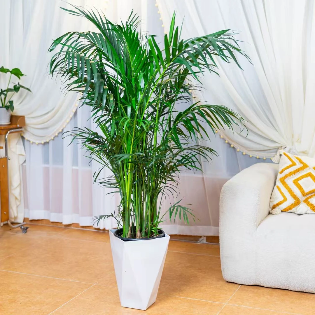 1.2-1.4米富贵椰子绿植盆栽室内落地净化空气四季常青好养活
