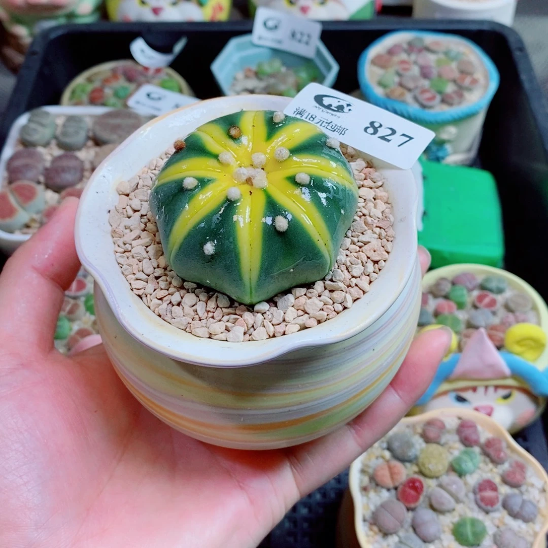生石花花花花花827