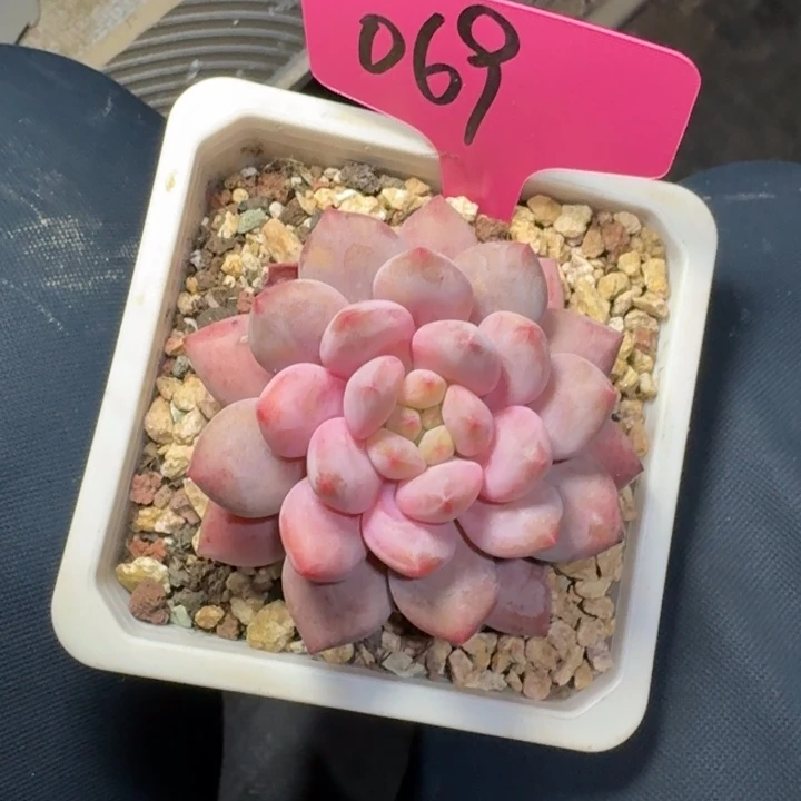 069珍珠美人新号福利价