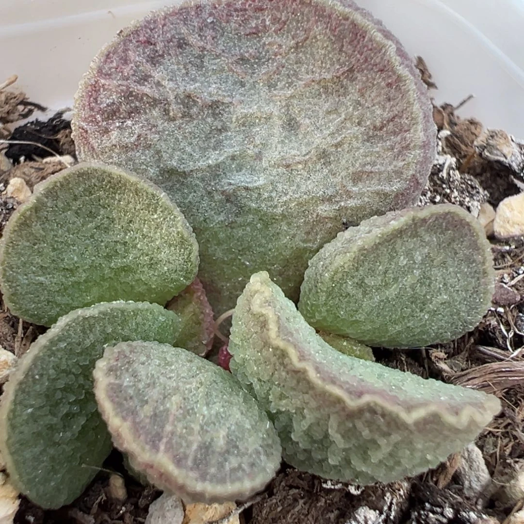 实生新品大苗多肉植物