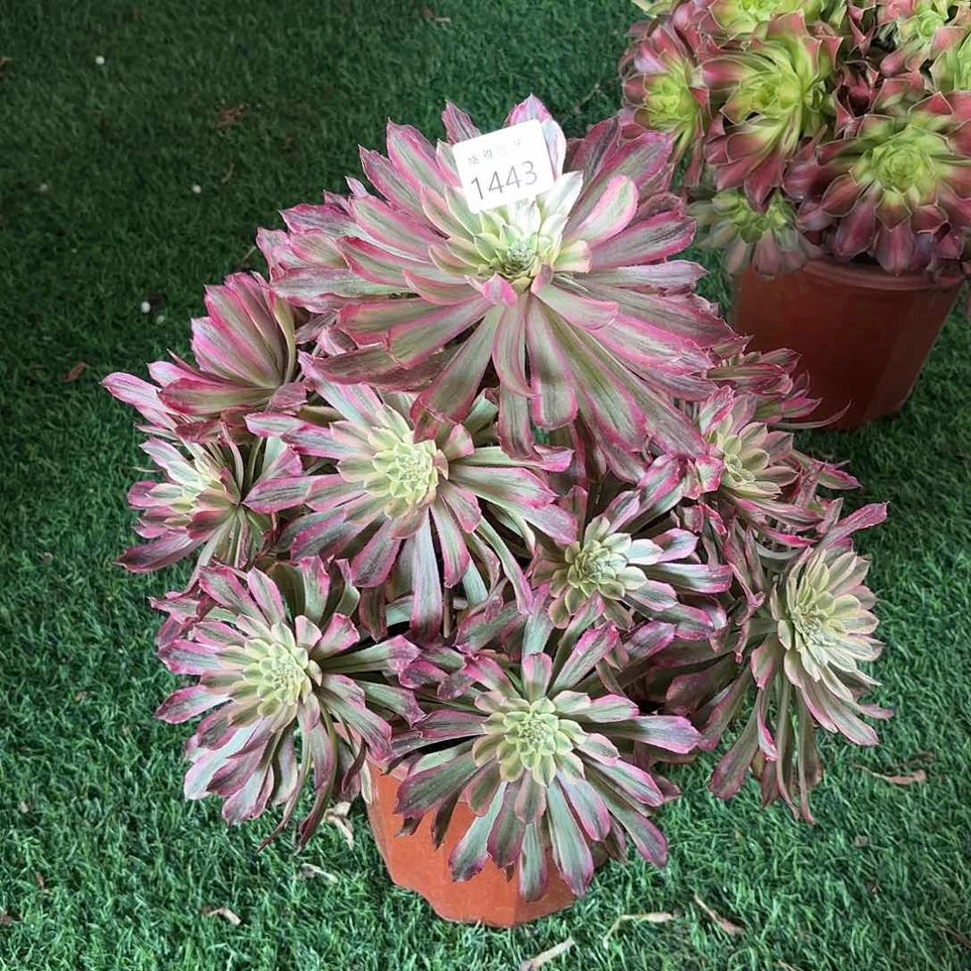 多肉法师紫薇1443