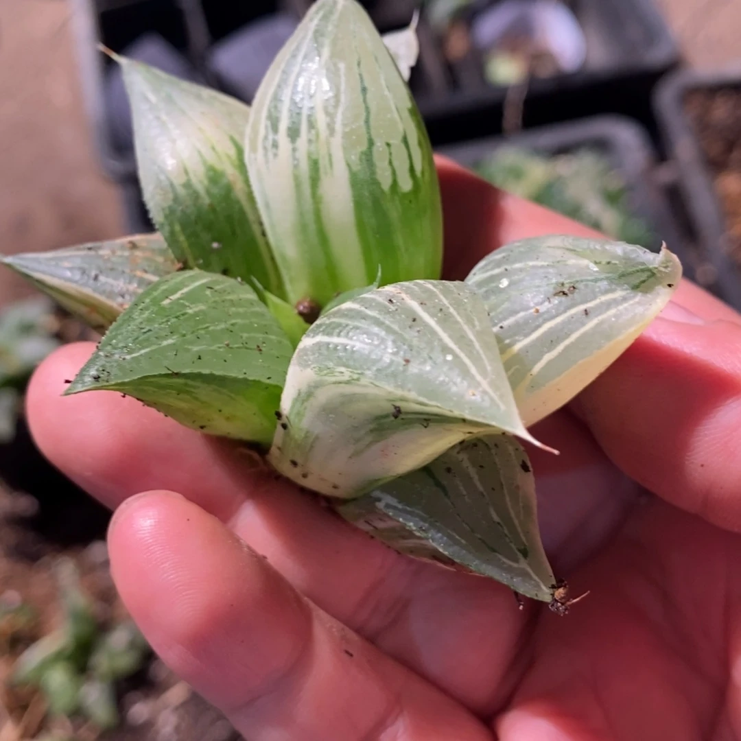 1737 一颗实生寿锦 超级福利