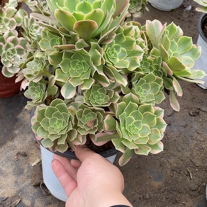 73香妃多肉植物法师