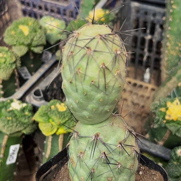 无花朵落地自根大型黑长刺习829