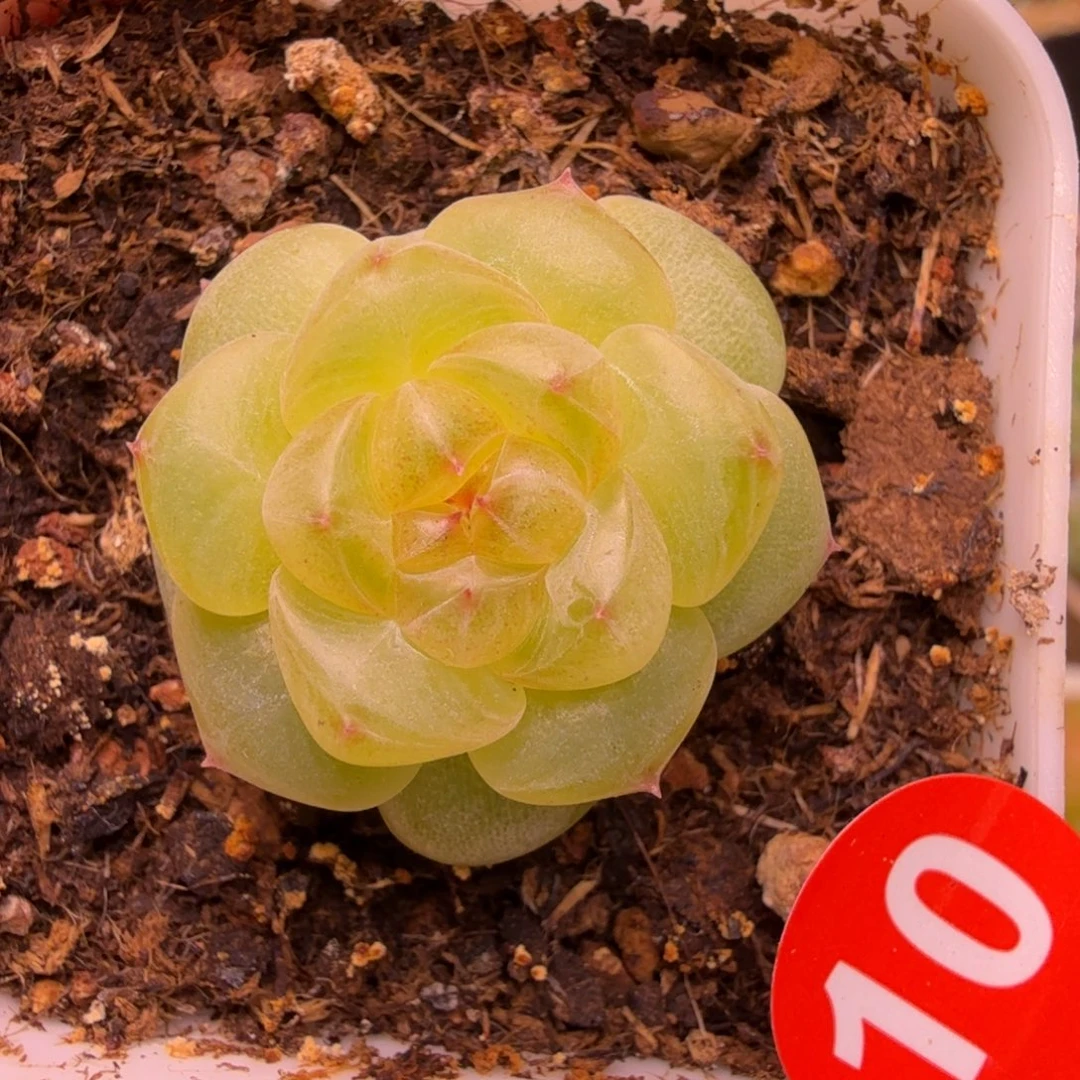 19号甜心628一物一拍