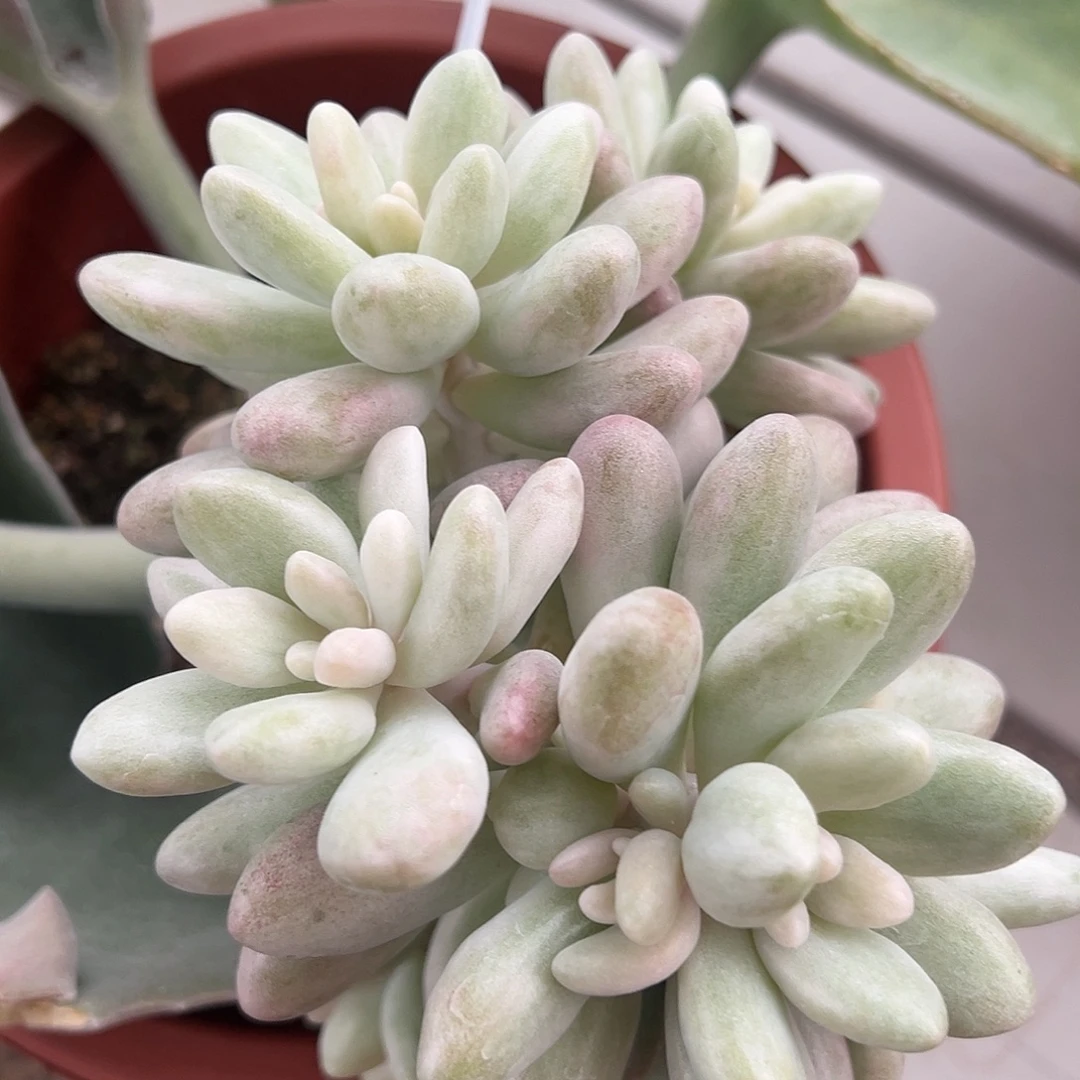 粉红恋人嫁接多肉