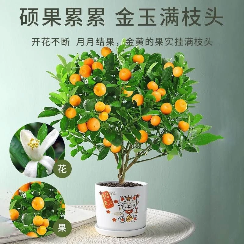元花梦纯甜多汁嫁接品种柑橘蜜柚甜橙苗