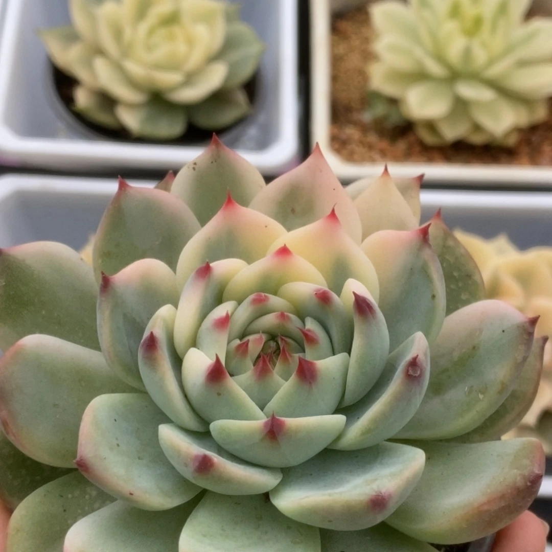 462锦锦锦锦锦锦锦锦
