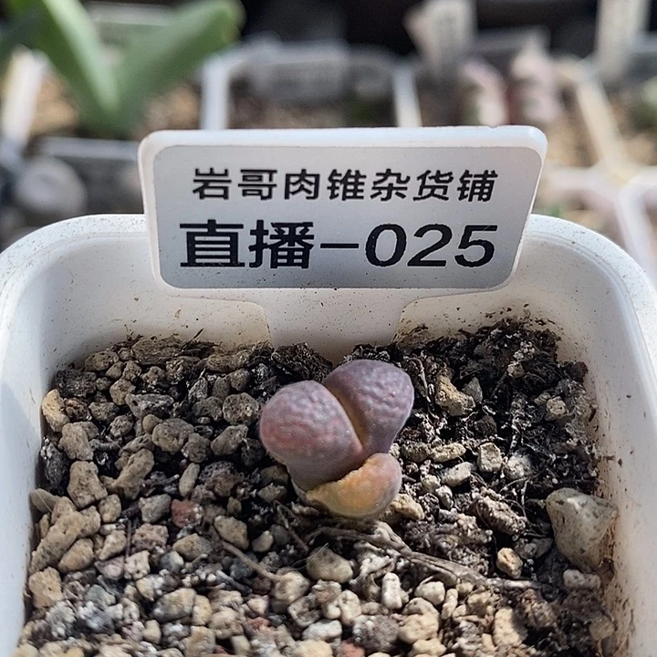 C10大型红风铃一颗