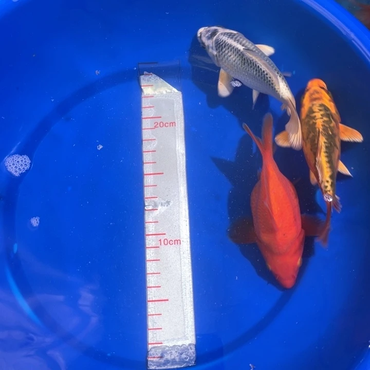 中国大陆冷水观赏鱼蝴蝶鲡