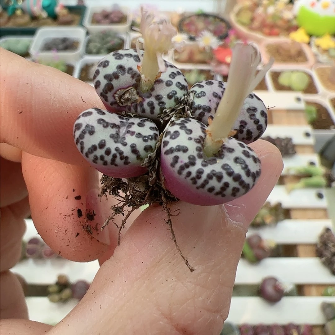 【闪购商品】302 安贞