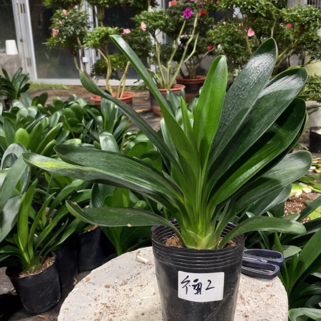 无花朵君子兰福2号