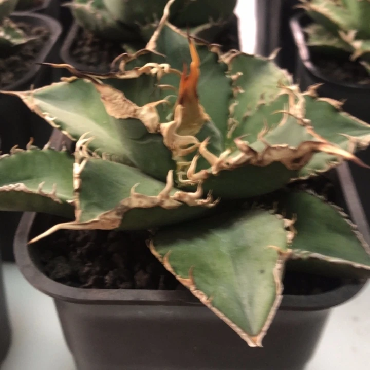 绿幽灵仁王冠龙舌兰折后价