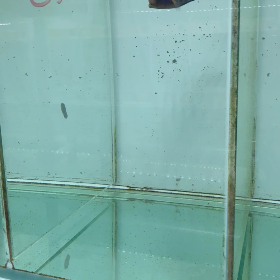 慈鲷1073野轮多费恩。