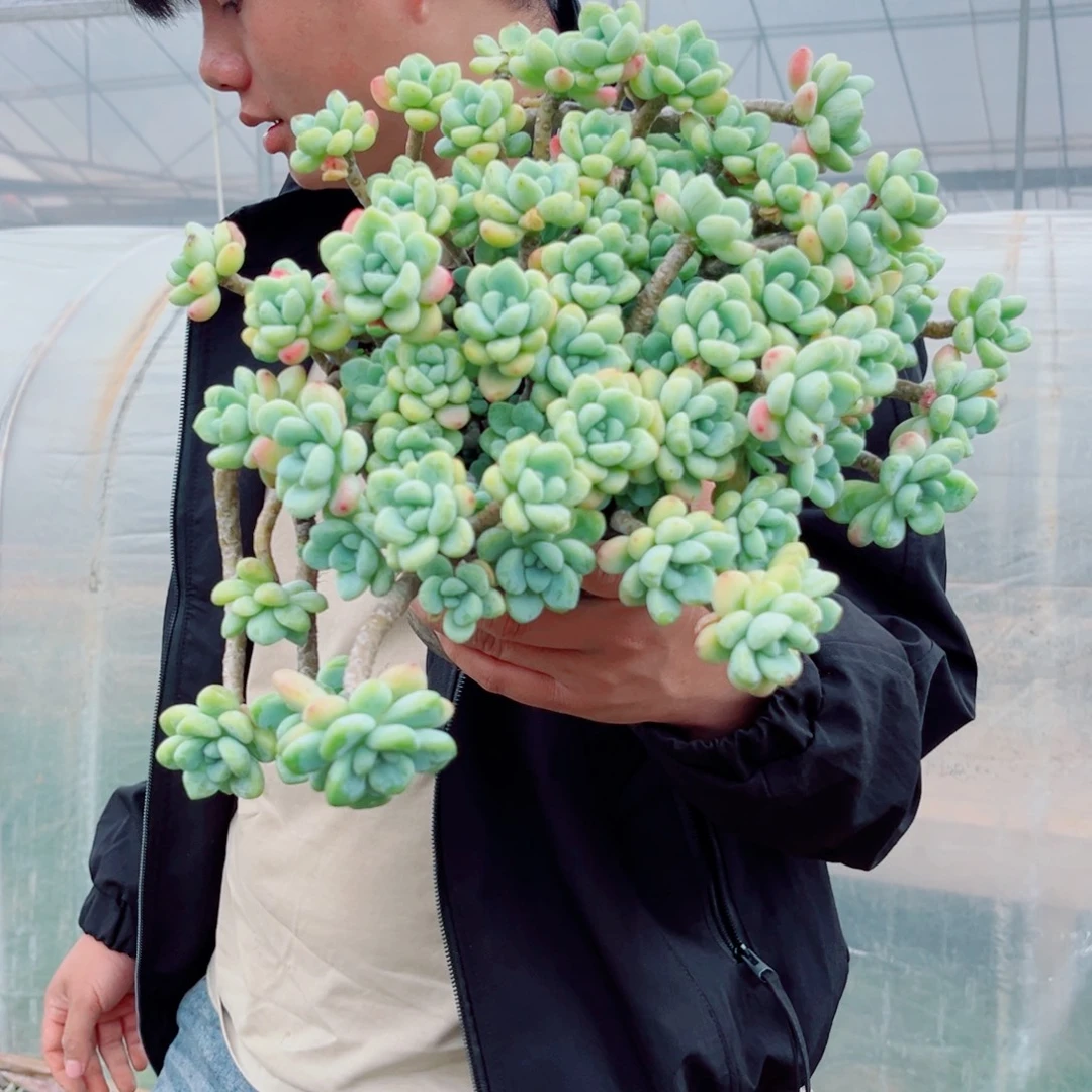 劳尔精品多肉植物一颗